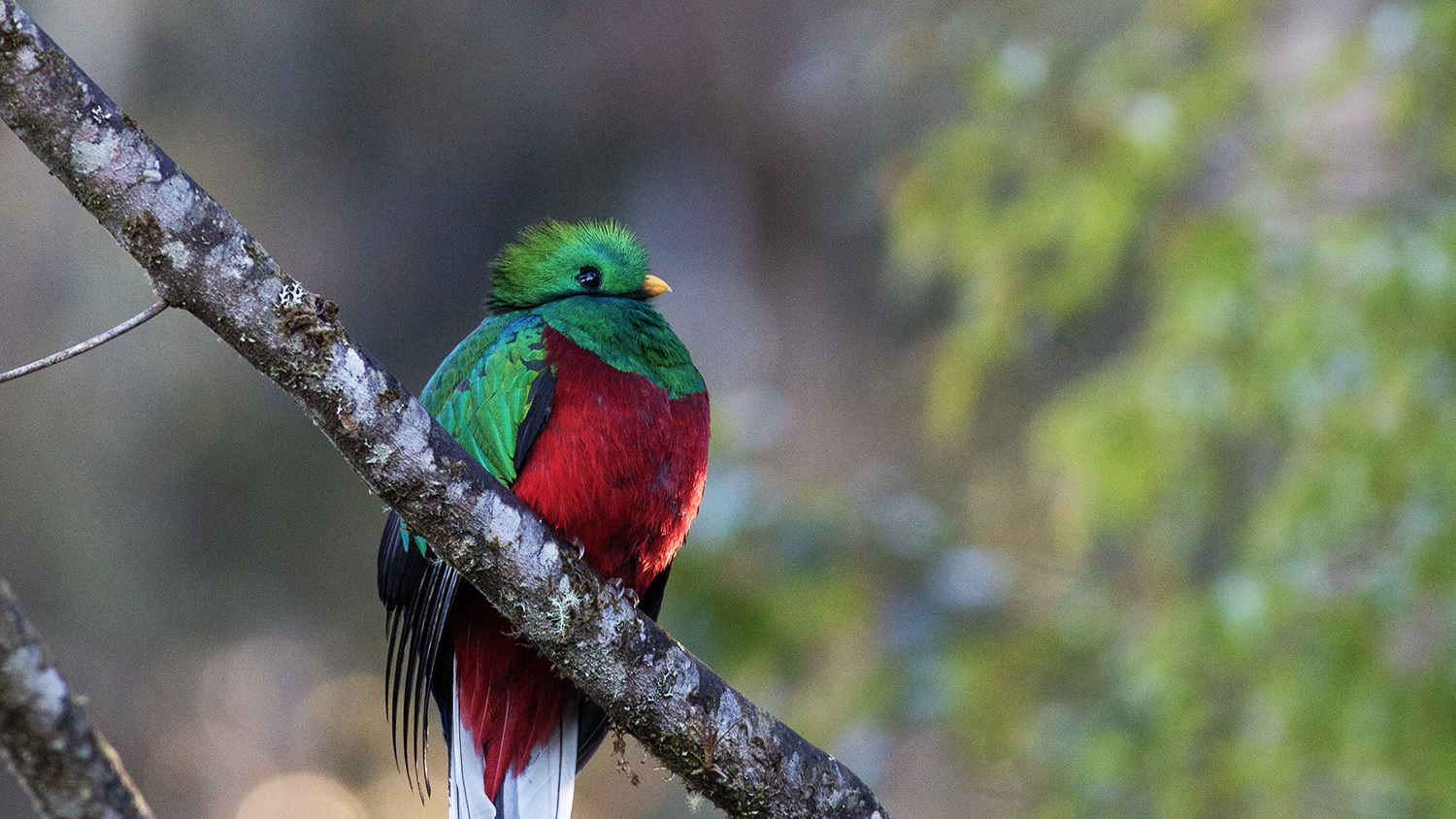 Resplendent Quetzal